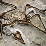 archaeopteryx-1600x600