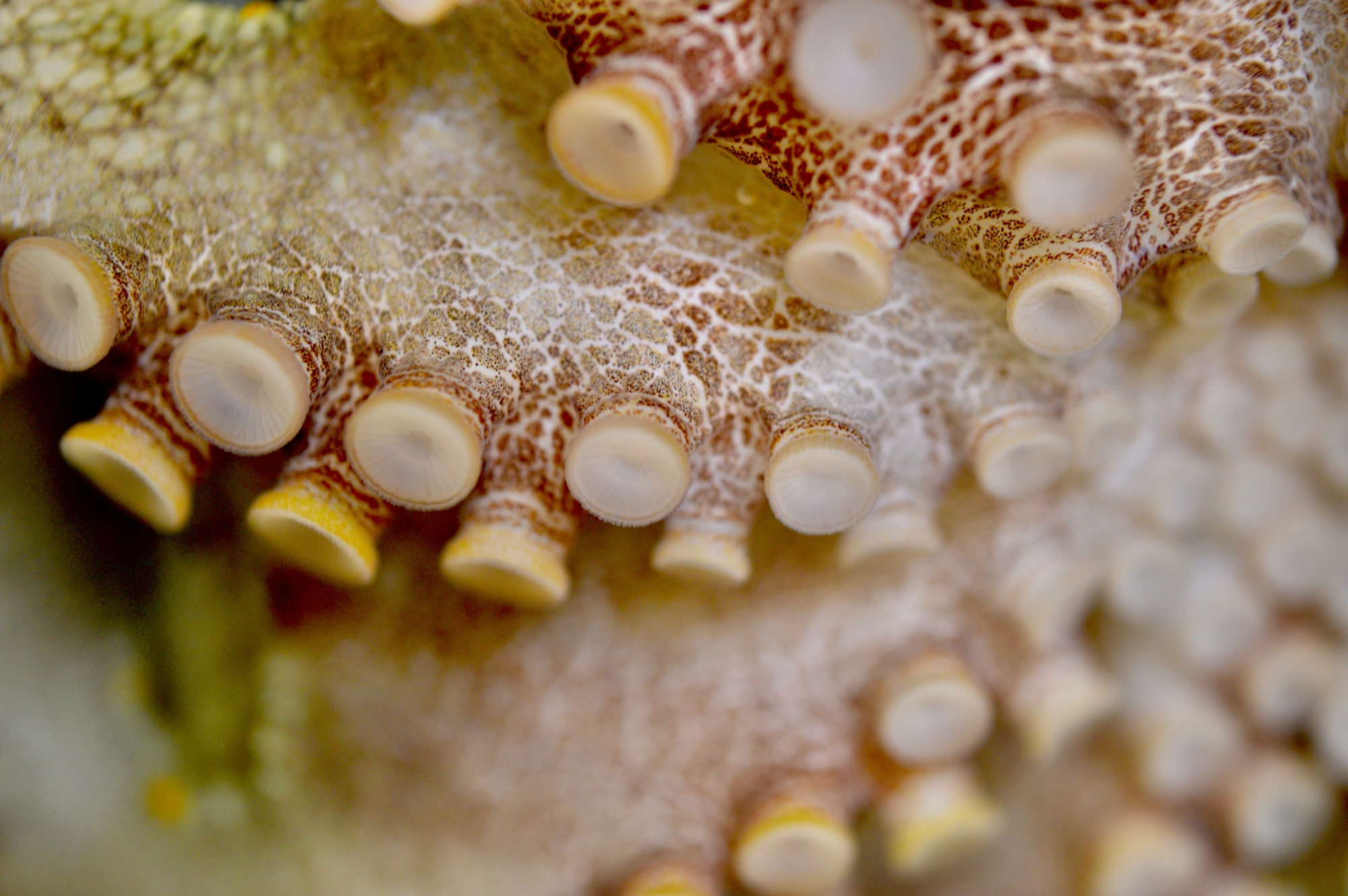Octopus arm sucker cups2
