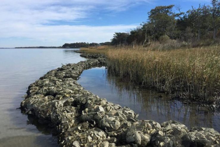 Fusing Nature and Engineering to Save the Coast – The Wire Science - Vimarsana News