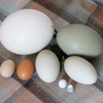 Various_eggs