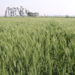 Agriculture again