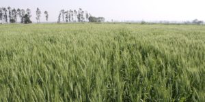 Agriculture again