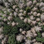 dying-forests-1600x600