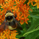 native-bees-1600x600