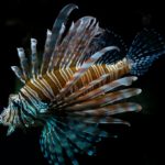 lionfish-4622855_1920