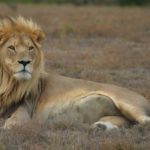 Lion_pose_(6649531395)