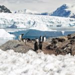 antarctic penguin