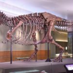 1618px-FMNH_SUE_Trex