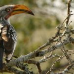 Hornbill_Zazu_Chitwa_South_Africa_Luca_Galuzzi_2004