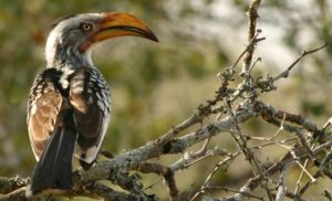 Hornbill_Zazu_Chitwa_South_Africa_Luca_Galuzzi_2004