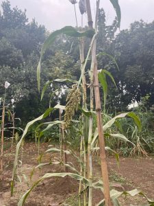 Can an Overlooked Millet Make Large Parts of India Sugar-Producing Regions? 2